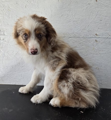 Australian Shepherd Dog puppy for sale + 65765