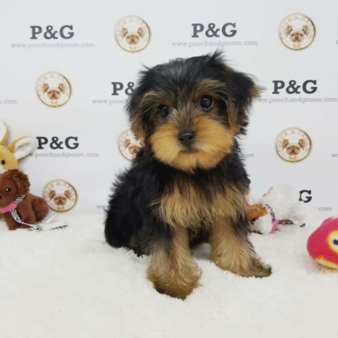 Yorkshire Terrier puppy for sale + 53581