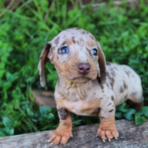 Dachshund puppy for sale + 60399