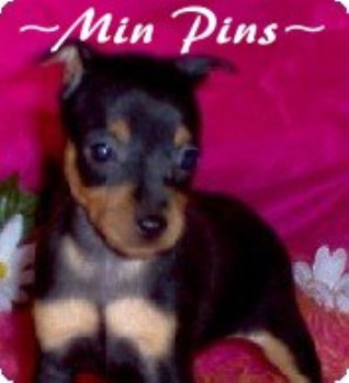 Miniature Pinscher Puppies Available