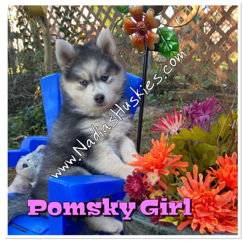 Pomsky puppies for sale