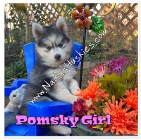 Pomsky puppies for sale Pomsky for sale/adoption
