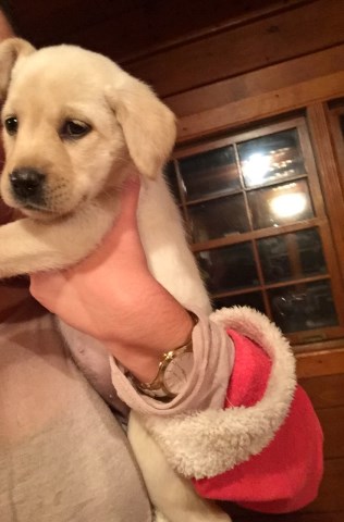 AKC certified yellow lab puppies