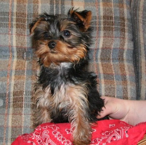 Yorkshire Terrier puppy for sale + 51794