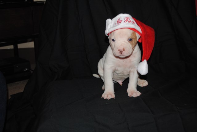 American Bulldog Puppy: Button