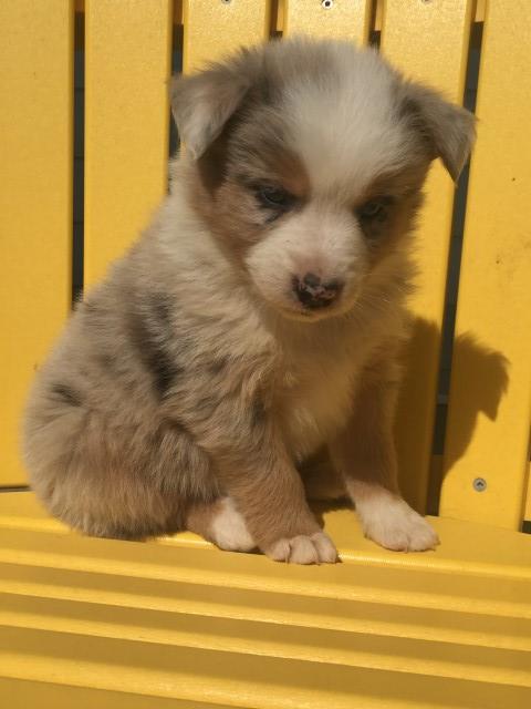 Finn Jr. AKC Australian Shepherd