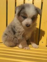 Finn Jr. AKC Australian Shepherd Australian Shepherd Dog for sale/adoption
