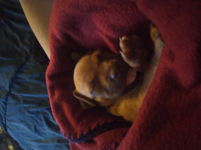 Thor-7 week old Chihuahua boy