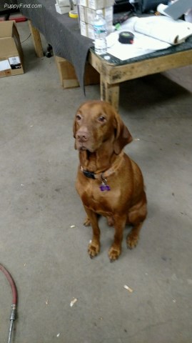 Vizsla puppy dog for sale in willis, Michigan