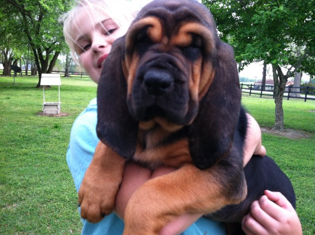 Bloodhound puppy