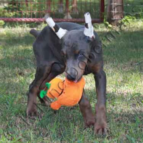 AKC blue male doberman puppy with the orange ribbon