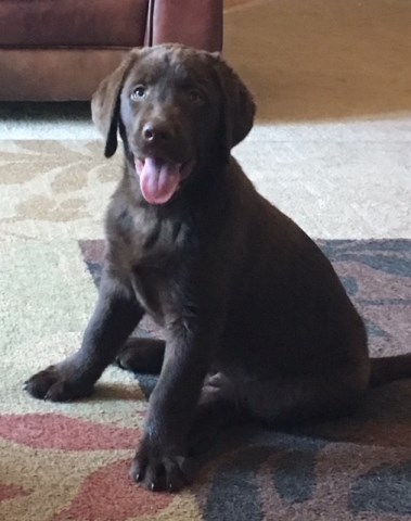 Chocolate Lab Pup for Sale