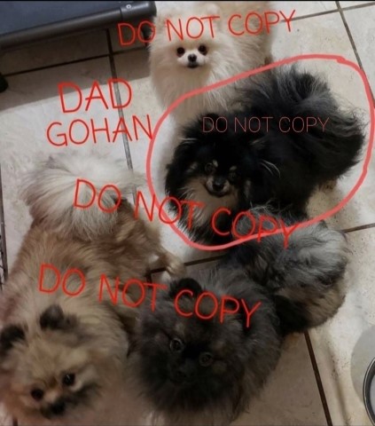 Pomeranian puppy for sale + 66051