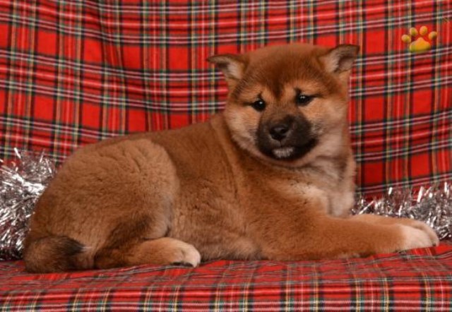 Ninja Shiba Inu Puppy For Sale Near Los Angeles California
