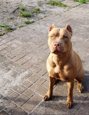 American Pit Bull Terrier puppy for sale + 61192