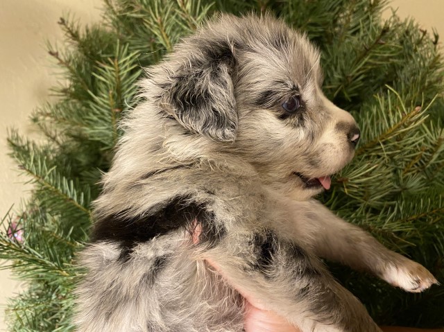 ASDR Standard Australian Shepherd Pups