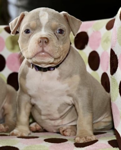 American Bulldog puppy for sale + 62875