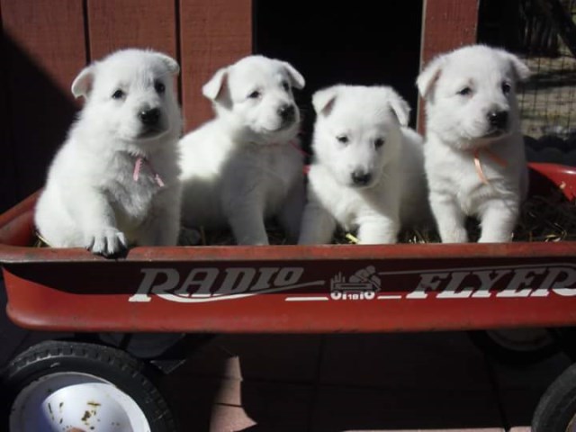 Accepting applications for All White 7 Generational AKC White German Shepherd Puppies