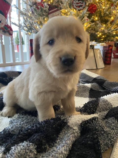 Beautiful Female Golden Retriever Pup!