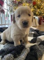 Beautiful Female Golden Retriever Pup! Golden Retriever for sale/adoption
