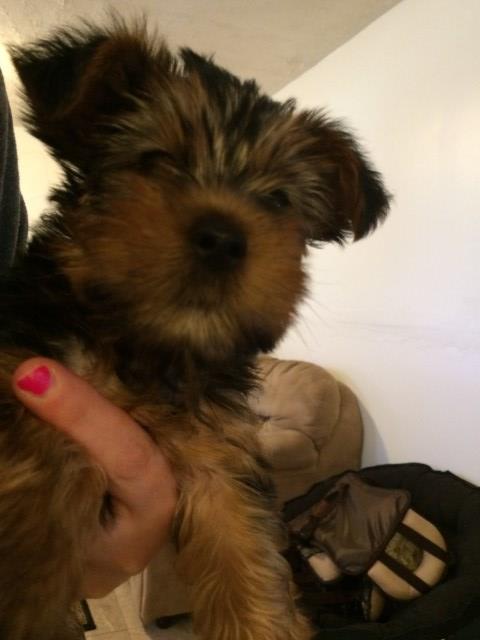 Yorkshire Terrier puppy for sale + 48344