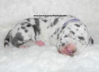 Gentle Giants of the South Great Dane Great Dane for sale/adoption