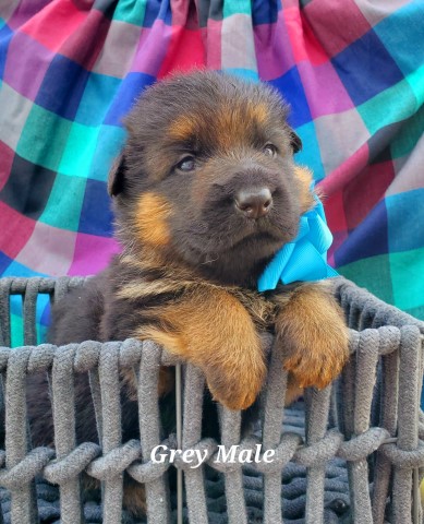 AKC German Shepherd Puppies