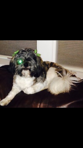 Shih Tzu puppy dog for sale in Richmond, Virginia