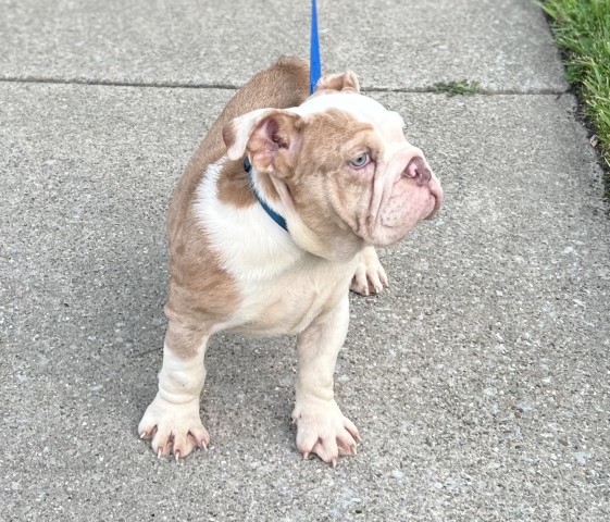 English Bulldog puppy for sale + 65055