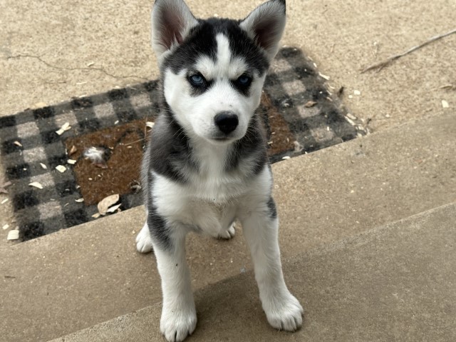 AKC Siberian Husky