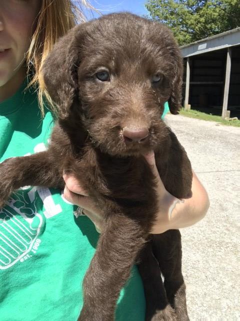 Labradoodle puppy for sale + 49450