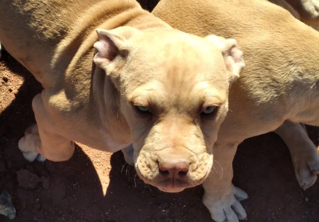 XL Rednose Amber Eyed purebred Pitbull puppies