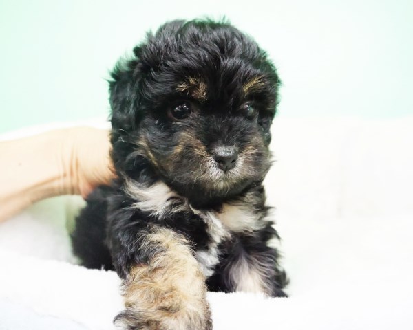Maltipoo puppy for sale + 54195
