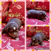 Toy-Mini Australian Shepherd Australian Shepherd Dog for sale/adoption