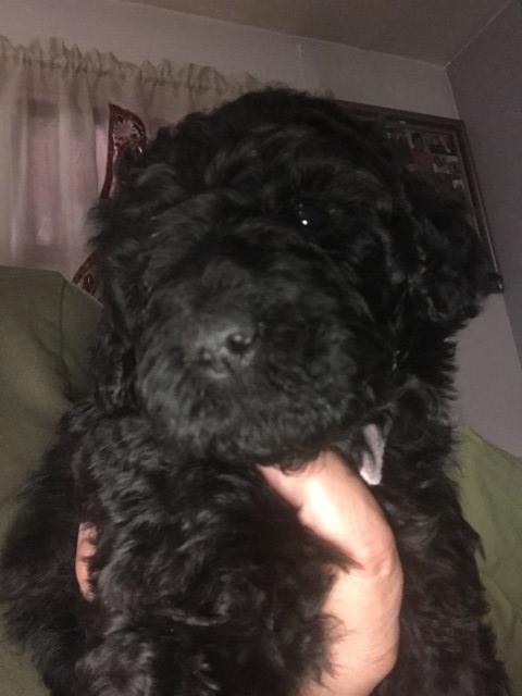 Goldendoodle puppy for sale + 64953
