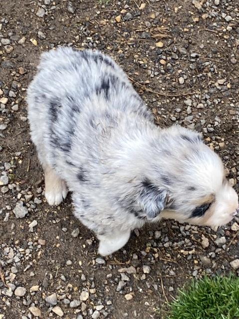 Australian Shepherd Dog puppy for sale + 64705