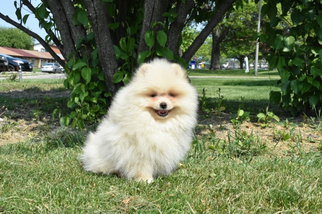 Purebred Pomeranian puppy Boy Bear