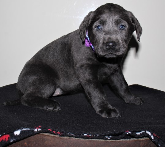 Labrador Retriever puppy for sale + 60174