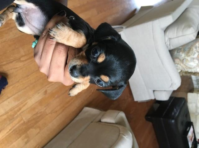 MALE CHIWEENIE FOR SALE