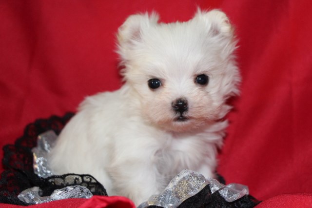 AKC Micro Teacup Maltese female Puppy