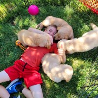 Healthy Golden retriever Puppies Available Golden Retriever for sale/adoption