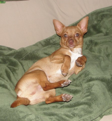 Adorable loving full blooded male Chihuahua looking for a good loving home