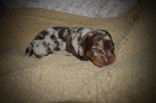 Dachshund puppy for sale + 60127