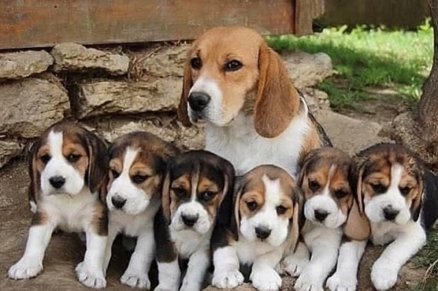 Beagle Puppies For Adoption