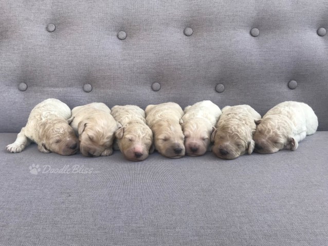 F1b Goldendoodles just in time for Christmas!