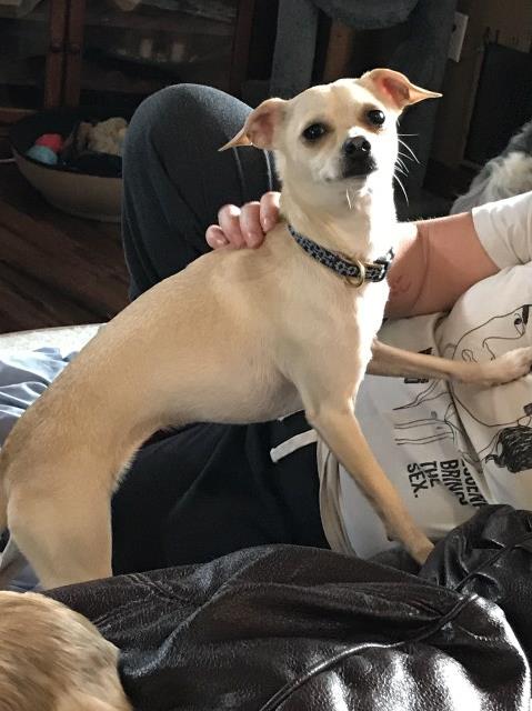 Free Chihuahua/Italian Greyhound mix