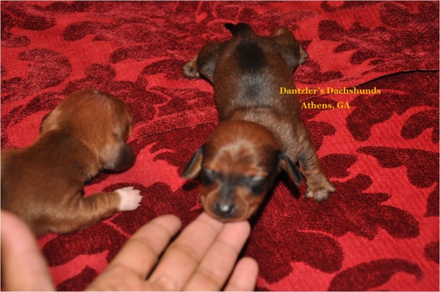 Dachshund puppy for sale + 52700