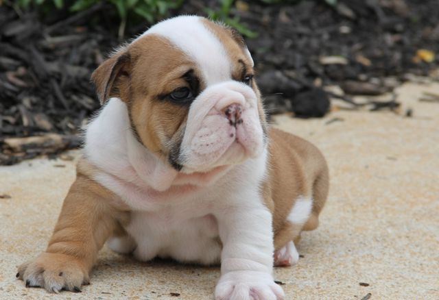 Champion Bulldog Puppies *ready Now*