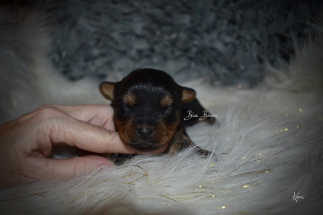 Yorkshire Terrier puppy for sale + 55184