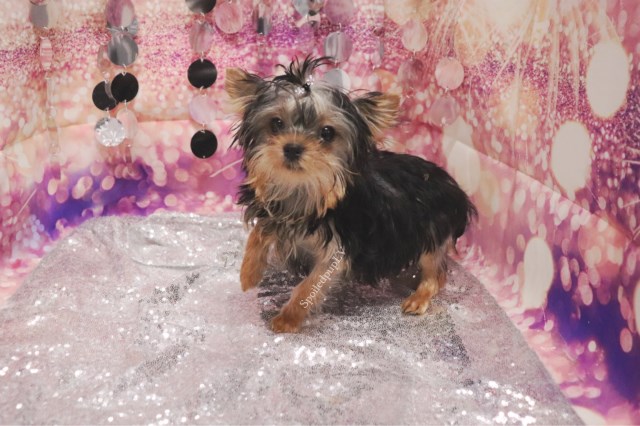 Yorkshire Terrier puppy for sale + 60049